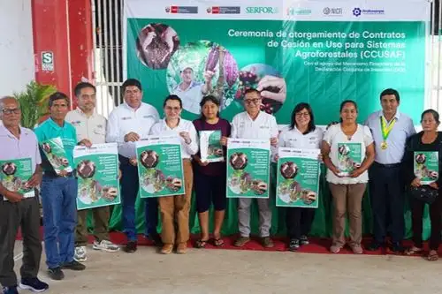 Desde 2024 hasta mayo de este año se han otorgado 657 contratos de cesión de uso para sistemas agroforestales en cuatro regiones. Foto: Minam