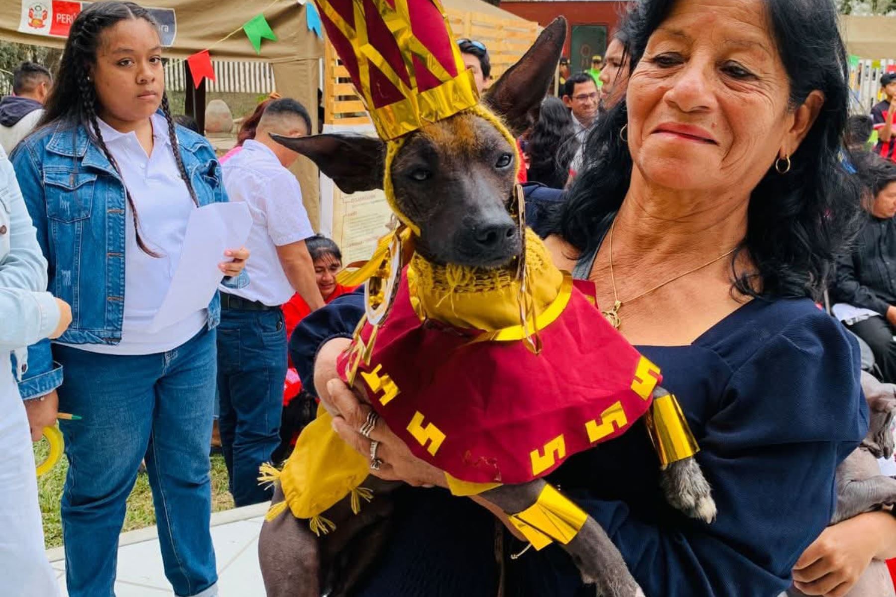 Trajes típicos y alegóricos lucirán una docena de perros peruanos sin pelo en el Museo Nacional Sicán. Foto: ANDINA/Difusión