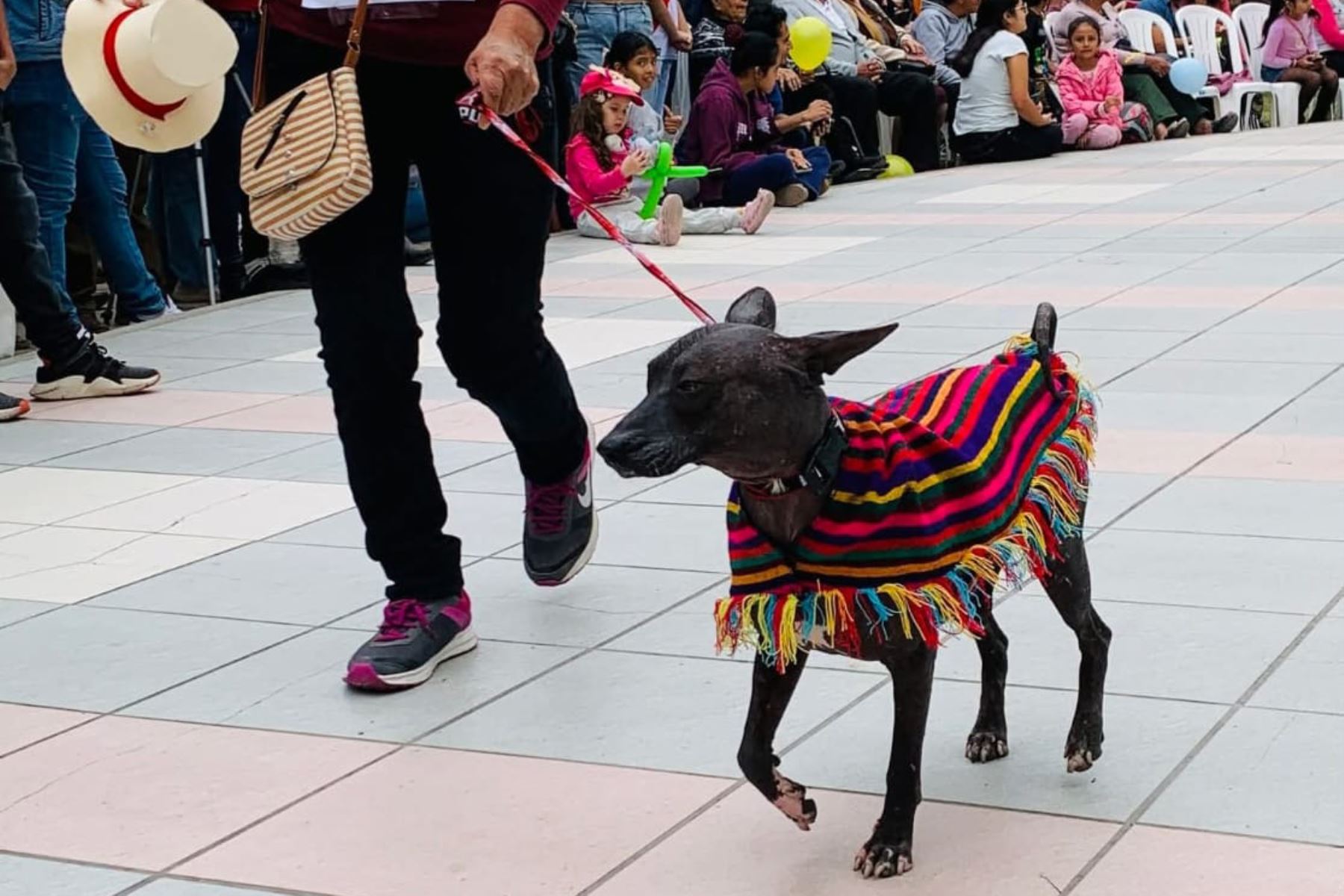 Trajes típicos y alegóricos lucirán una docena de perros peruanos sin pelo en el Museo Nacional Sicán. Foto: ANDINA/Difusión