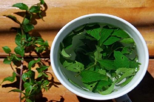 "No todas las plantas naturales son inocuas y su uso debe basarse en conocimientos tradicionales respaldados"