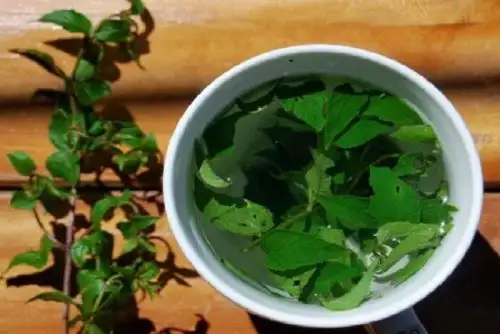 "No todas las plantas naturales son inocuas y su uso debe basarse en conocimientos tradicionales respaldados"