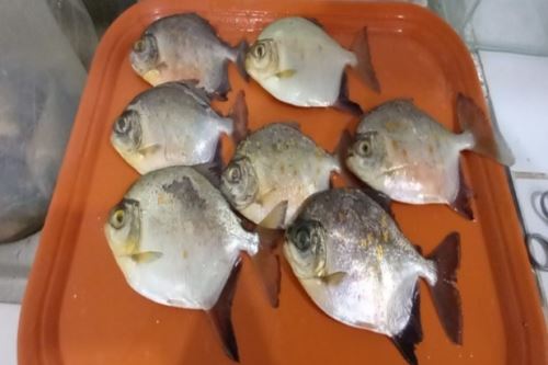 Descubren parásito, al que denominaron "Anacanthorus santaclarae", que ataca a palometas curuhuara. Foto: Difusión