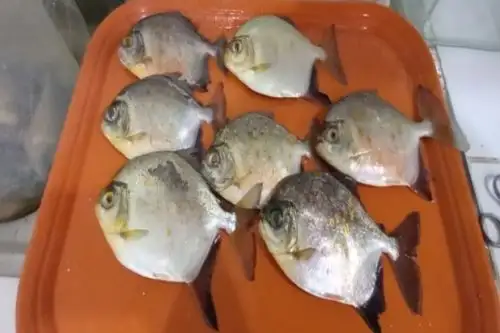 Descubren parásito, al que denominaron "Anacanthorus santaclarae", que ataca a palometas curuhuara. Foto: Difusión