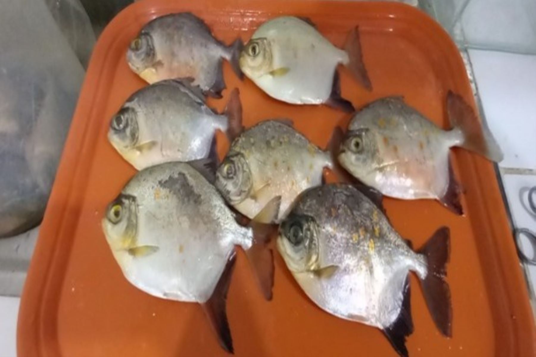 Descubren parásito, al que denominaron "Anacanthorus santaclarae", que ataca a palometas curuhuara. Foto: Difusión