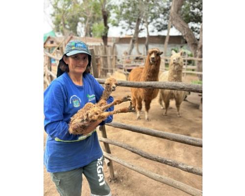 Trabajadores del Jardín Botánico de Trujillo destacaron el nacimiento de una cría de alpaca en sus instalaciones que alienta el trabajo de conservación de esta especie. ANDINA/Difusión