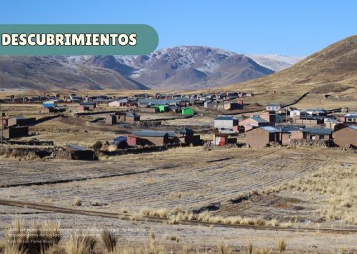 El origen de la agricultura en el Perú es producto de la innovación y resiliencia de los antiguos pobladores de la cuenca del Lago Titicaca, en la actual región Puno.
