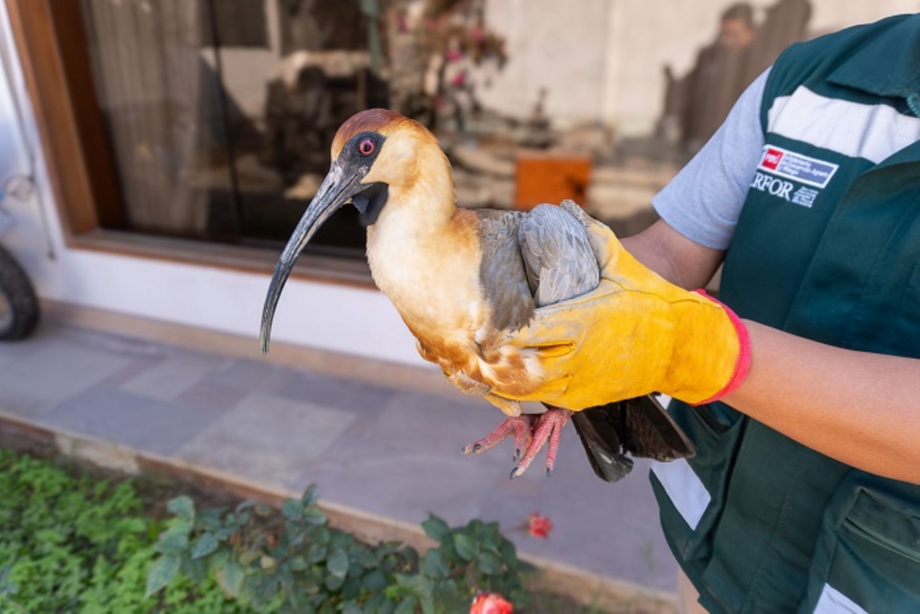 La Bandurria de Cara Negra está categorizada como especie Vulnerable, principalmente por la pérdida y degradación de su hábitat, el pastoreo intensivo, la contaminación y el avance urbano.