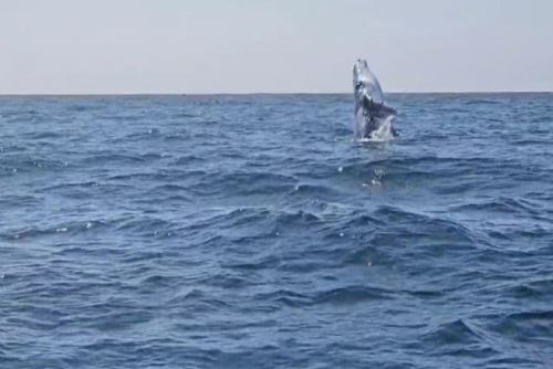 Los turistas tienen la oportunidad de disfrutar de la observación de estas majestuosas criaturas en su hábitat natural. Es común verlas realizando acrobacias, saltando en el agua, además de escuchar sus cantos, que son realmente fascinantes.