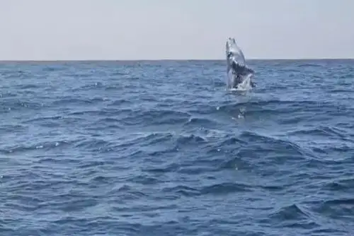Los turistas tienen la oportunidad de disfrutar de la observación de estas majestuosas criaturas en su hábitat natural. Es común verlas realizando acrobacias, saltando en el agua, además de escuchar sus cantos, que son realmente fascinantes.