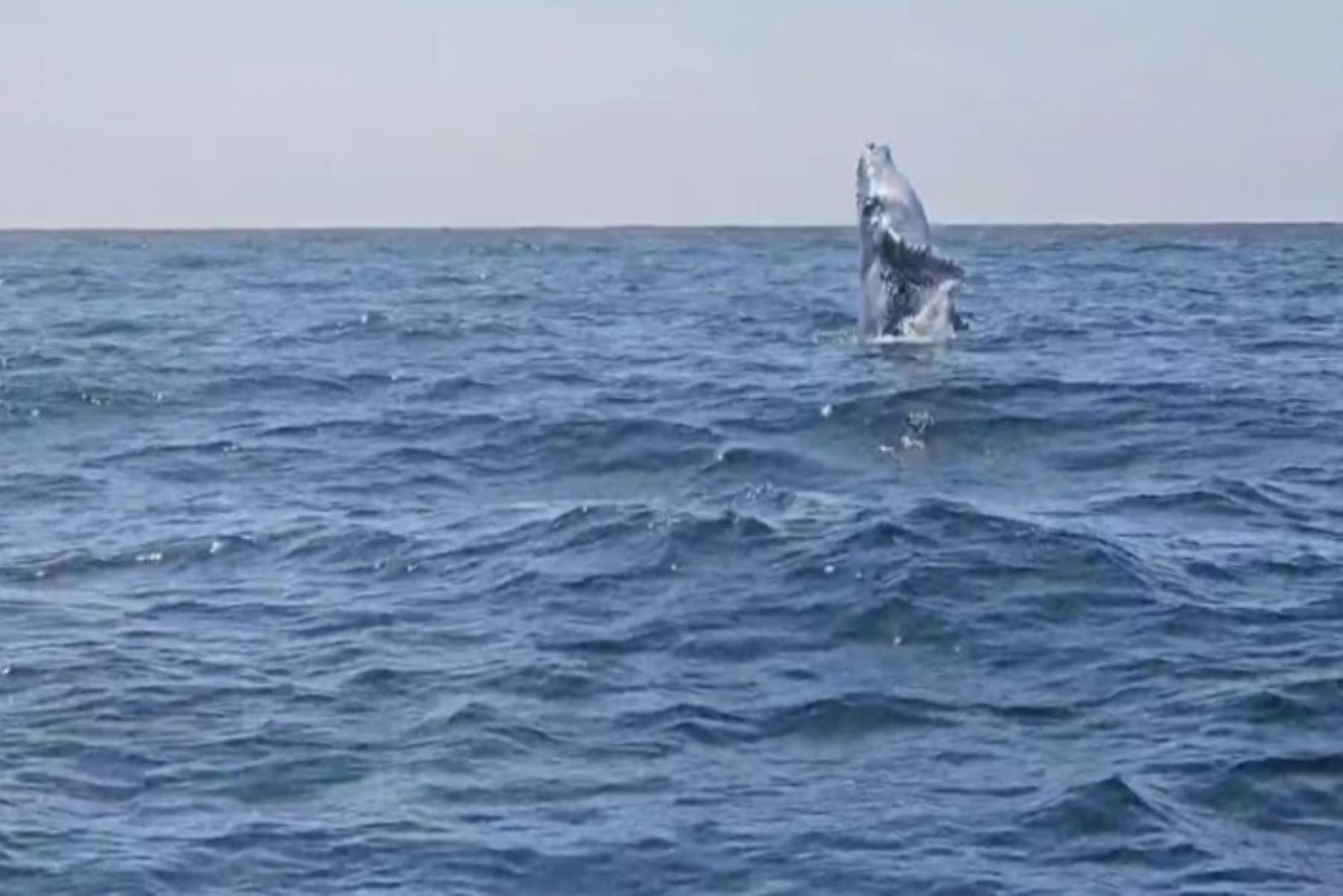 Los turistas tienen la oportunidad de disfrutar de la observación de estas majestuosas criaturas en su hábitat natural. Es común verlas realizando acrobacias, saltando en el agua, además de escuchar sus cantos, que son realmente fascinantes.