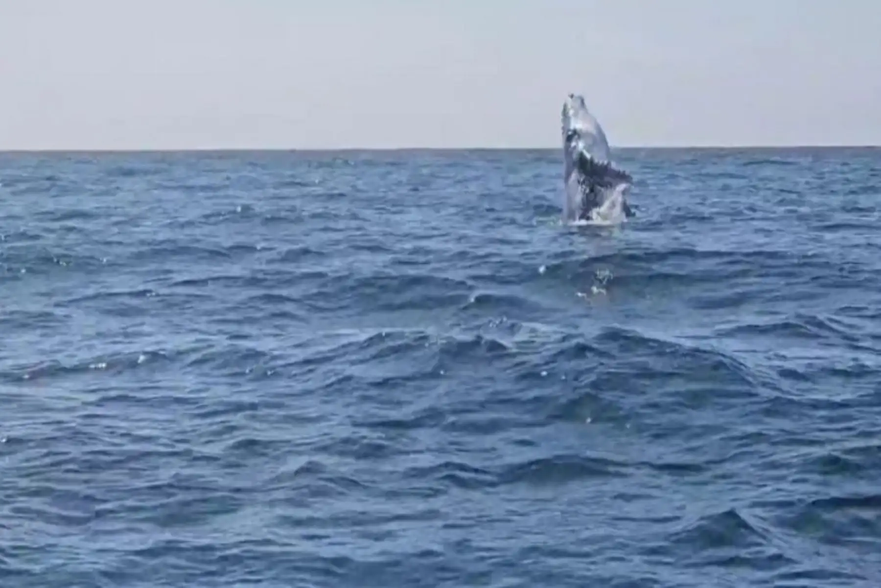 Los turistas tienen la oportunidad de disfrutar de la observación de estas majestuosas criaturas en su hábitat natural. Es común verlas realizando acrobacias, saltando en el agua, además de escuchar sus cantos, que son realmente fascinantes.