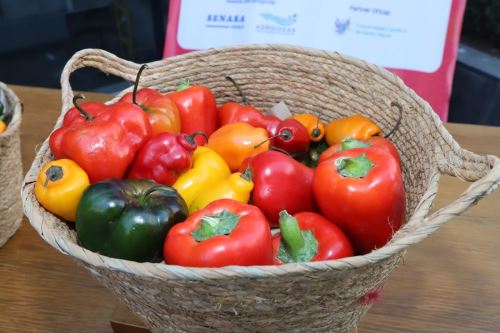 Adex: despachos de capsicum peruano crecieron 11% entre enero y mayo. Foto: ANDINA/Difusión