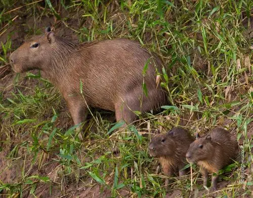 Hoy 10 de julio el mundo celebra  el "Día de Apreciación del Capibara" en homenaje a esta especie, una de las más populares en redes sociales por su carácter apacible y sociable que cautiva a niños, jóvenes y adultos.
