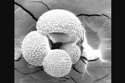 El fósil "Globigerina bulloides" fue hallado en estratos de la Formación Camaná, en la región Arequipa. Foto: Ingemmet