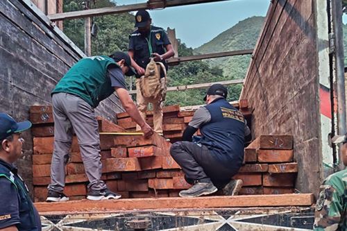 Fiscalía incauta más de 7 mil pies tablares provenientes del tráfico forestal. Foto: ANDINA/Difusión