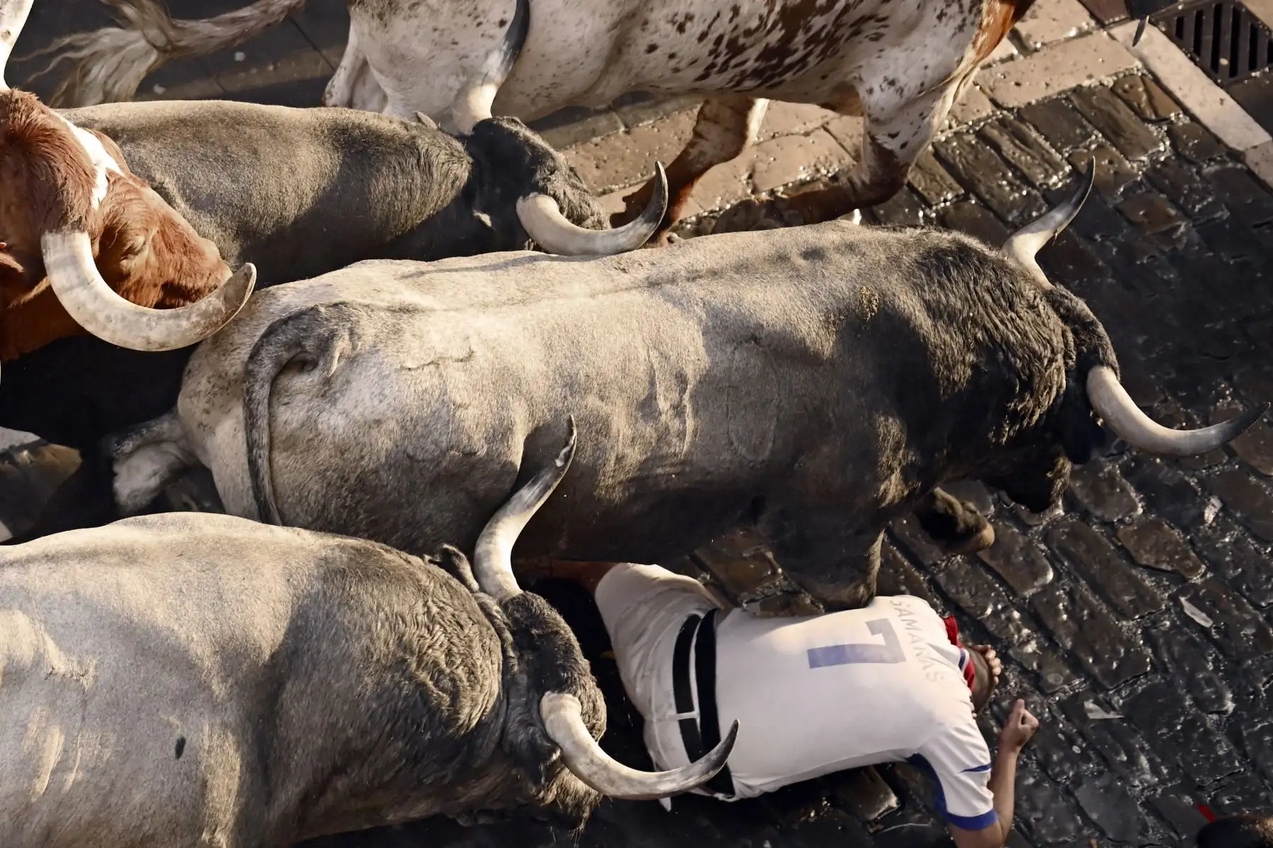 Un participante cae al suelo mientras los toros de la raza José Escolar pasan corriendo durante el sexto encierro de San Fermín en Pamplona, norte de España. Miles de personas asisten cada año a las fiestas de una semana y a sus famosos encierros, todos los días a las 8:00 h por las estrechas calles del casco antiguo a lo largo de un recorrido de 850 metros. Foto: ANDINA/AFP