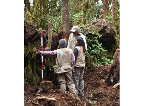 Un equipo técnico de la Dirección de Cultura de San Martín inició los trabajos de puesta en valor del complejo arqueológico Gran Pajatén, enclavado en medio de la selva amazónica del Parque Nacional Río Abiseo. ANDINA/Difusión