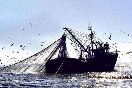 Temporada de anchoveta 2025: Perú consolida su liderazgo en pesca sostenible. Cortesía Produce