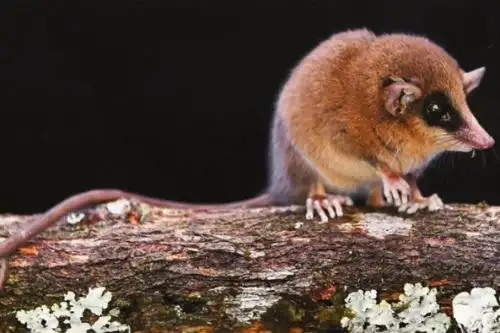 La marmosa chachapoya fue identificada en los bosques nublados de alta montaña, a 2,664 metros sobre el nivel del mar, en un ecosistema caracterizado por su riqueza biológica y alto nivel de endemismo. Foto: Sernanp