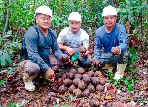 Productores de castaña amazónica de Madre de Dios lograron concretar el primer envío de este cotizado producto, con valor agregado, a la India. ANDINA/Difusión