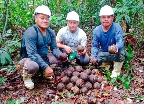 Productores de castaña amazónica de Madre de Dios lograron concretar el primer envío de este cotizado producto, con valor agregado, a la India. ANDINA/Difusión