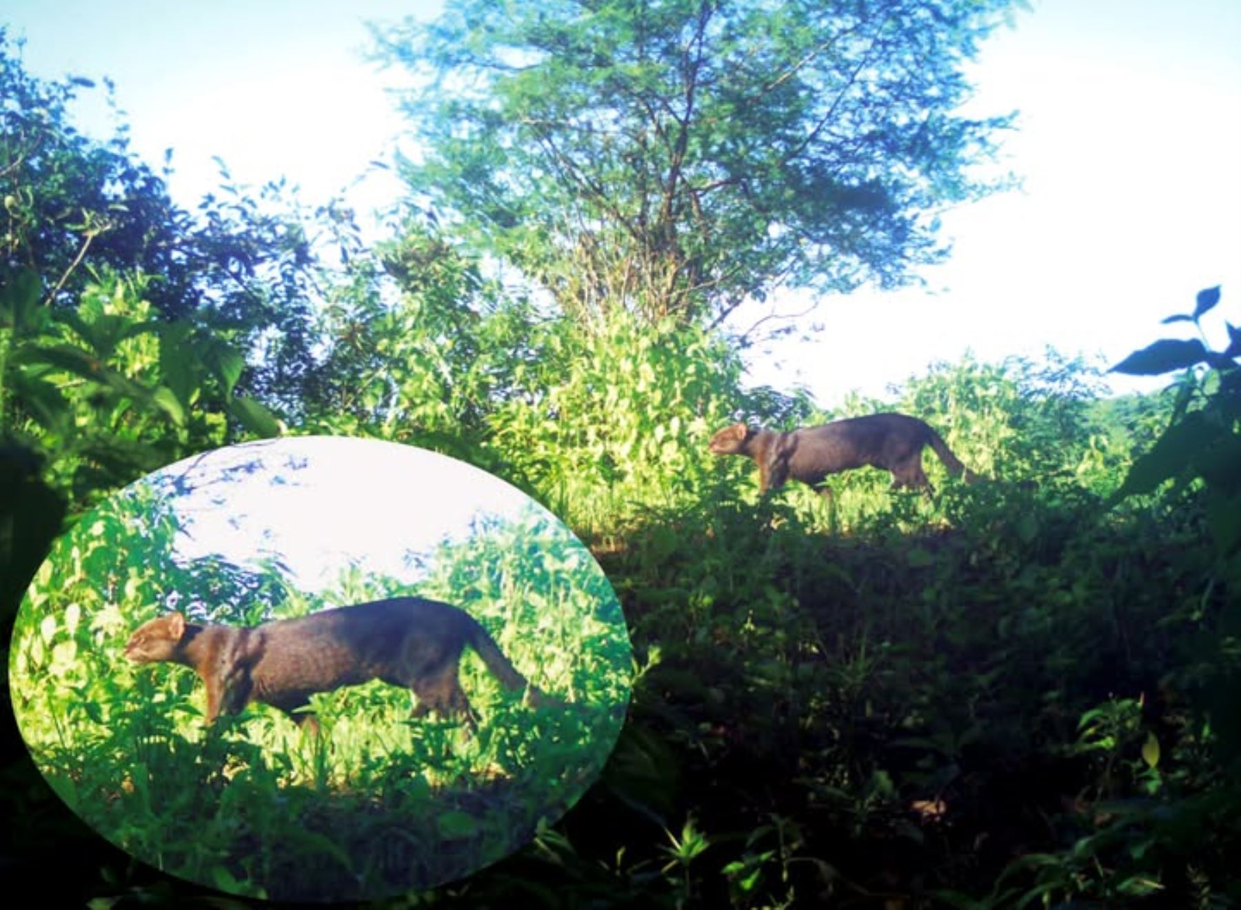 Por primera vez fue registrado un ejemplar de jaguarundi en los bosques secos de Piura. Un estudio registró la presencia de esta especie en el Coto de Caza El Angolo. ANDINA/Difusión