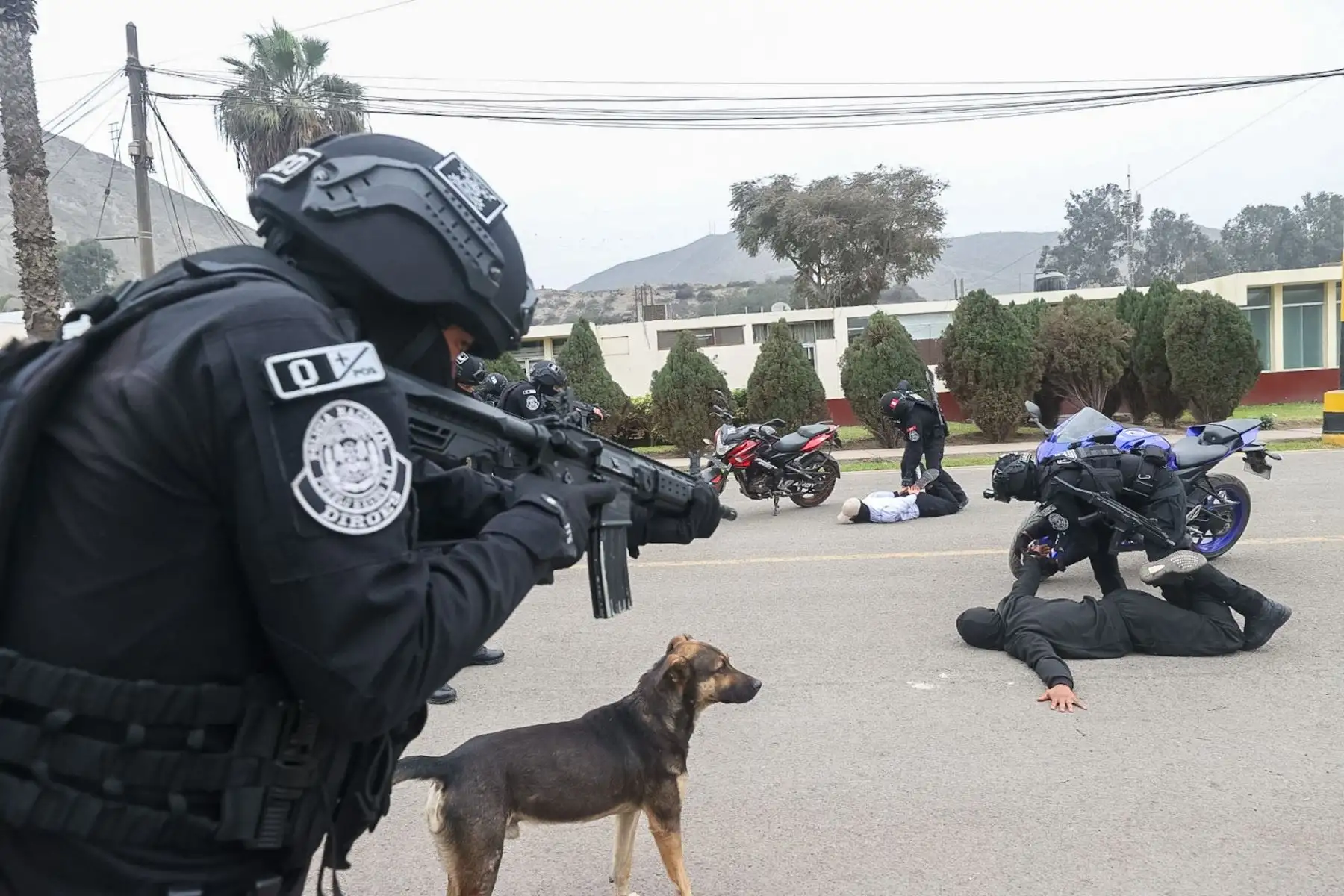 La Policía Nacional a través de sus unidades Dinoes, Grecco y Suat, realizaron intervenciones tácticas demostrativas que formarán parte de gran desfile militar policial por fiestas patrias. 

Foto: ANDINA/Juan Carlos Guzmán Negrini