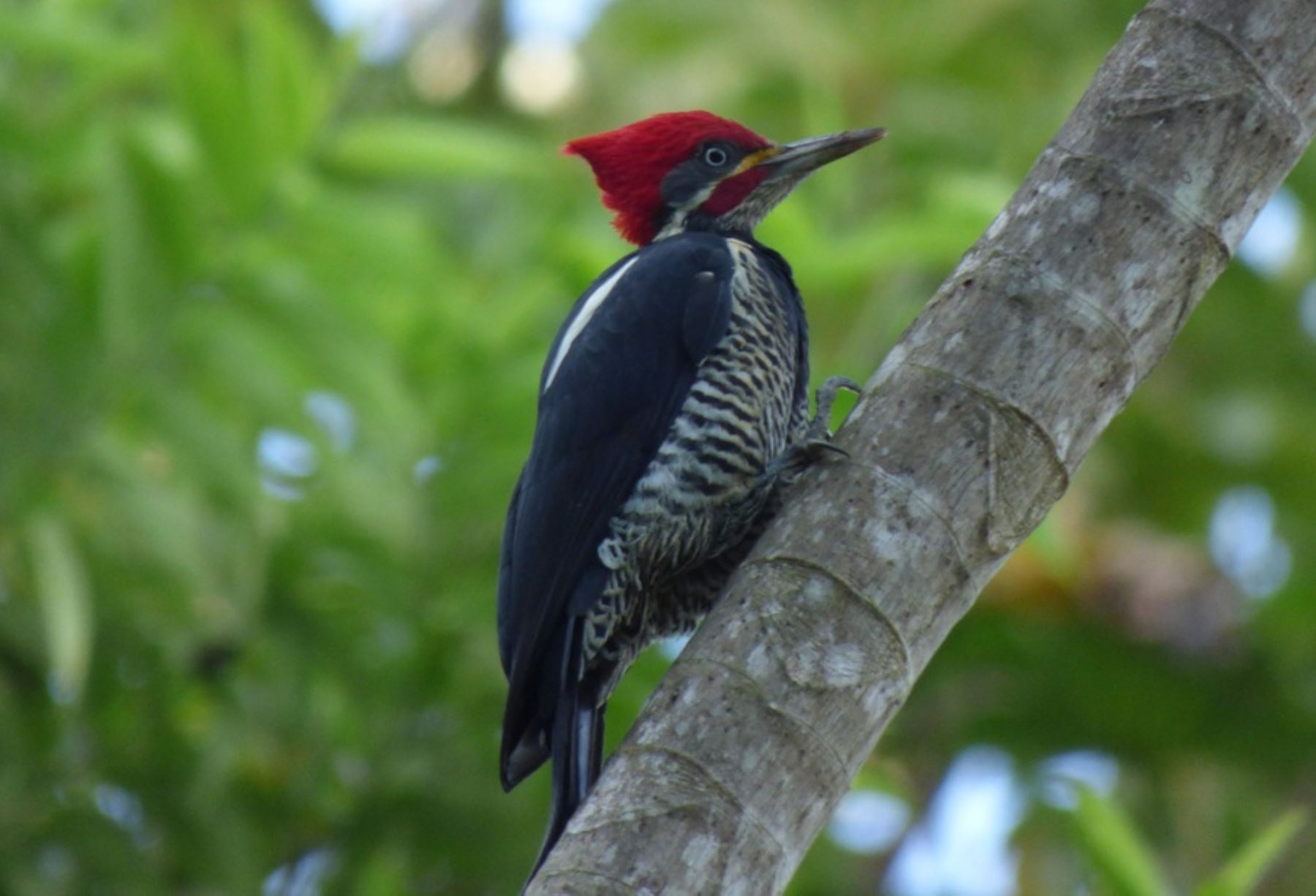 Parque Nacional Bahuaja Sonene