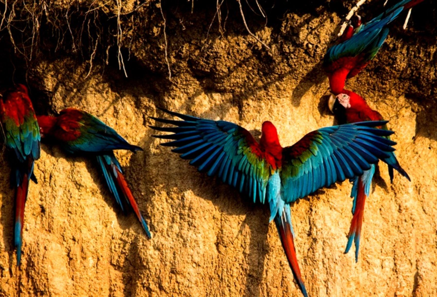 Parque Nacional Bahuaja Sonene