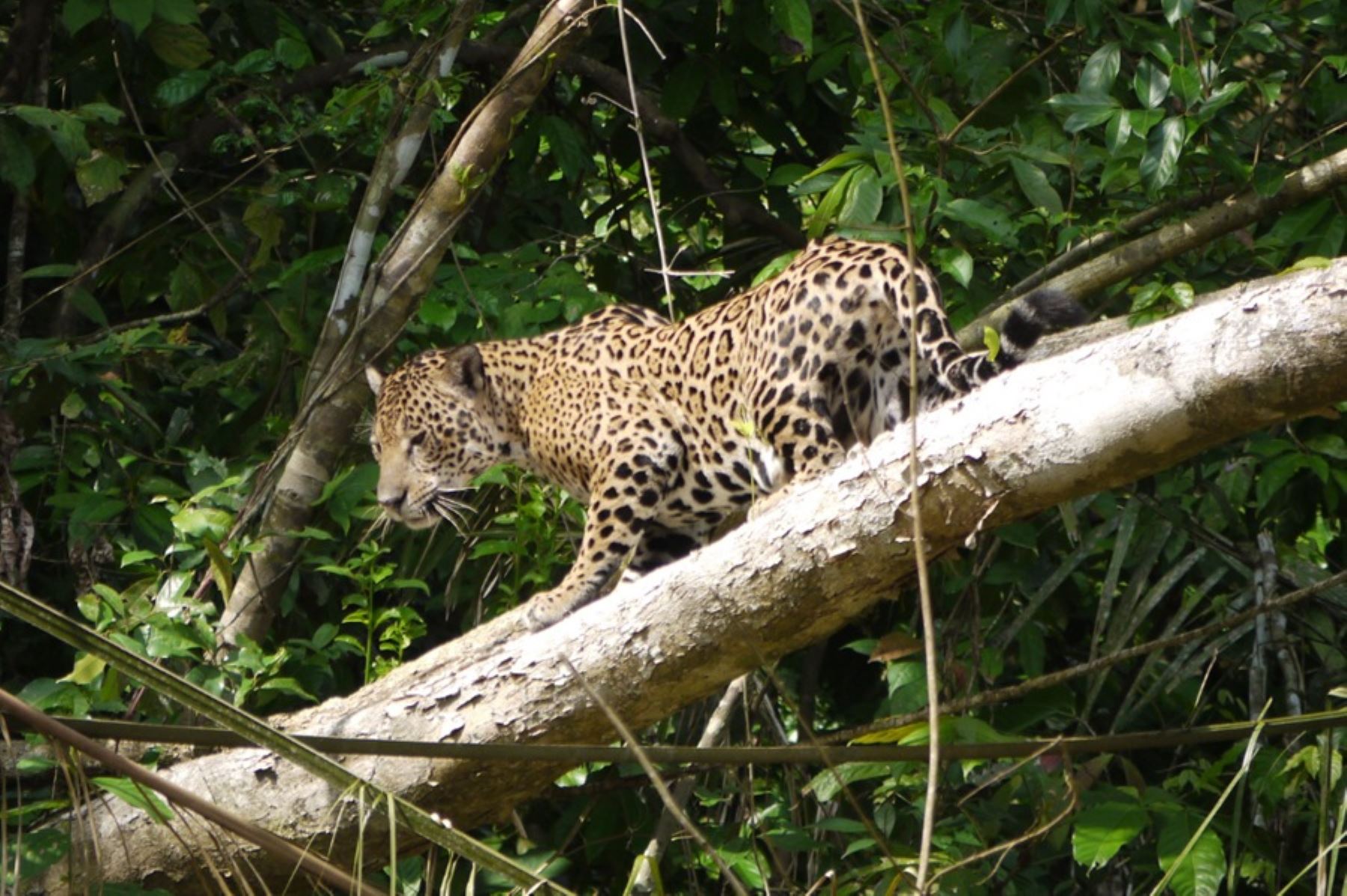 Parque Nacional Bahuaja Sonene
