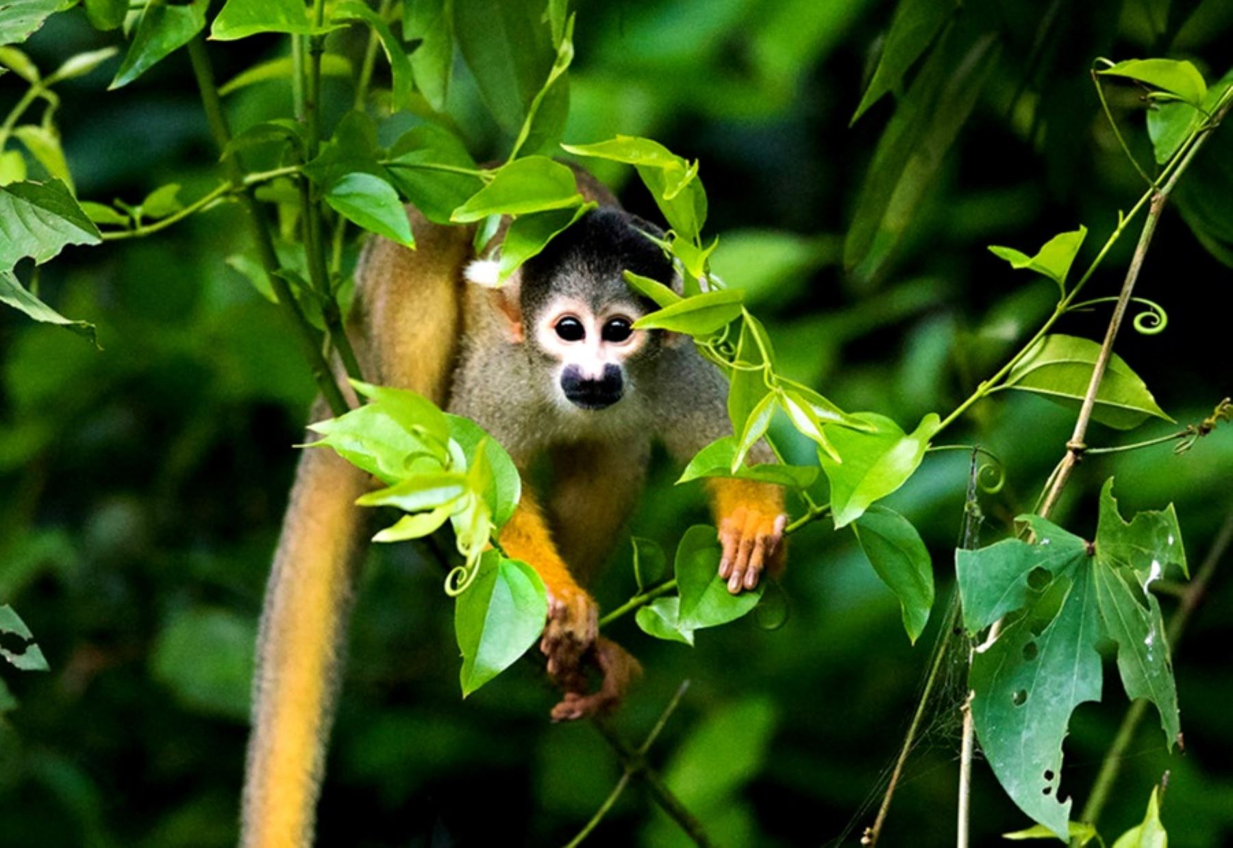Parque Nacional Bahuaja Sonene