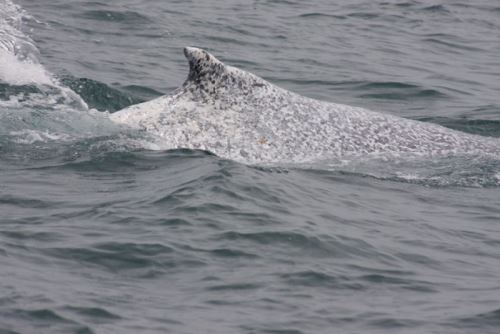 La coloración más clara de lo habitual en esta ballena ha llamado la atención de los investigadores.
