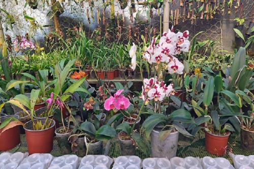 Del total de especies de orquídeas existentes en el país, 301 se encuentran categorizadas como amenazadas. De ellas, 62  están en la categoría En Peligro Crítico (CR), 19 en la categoría En Peligro (EN) y 220 especies en la categoría Vulnerable (VU).