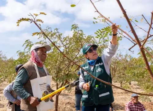 Conoce la estrategia de Serfor que impulsa la gestión sostenible de la tara en 10 regiones del país. ANDINA/Difusión