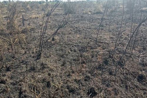 La región Ucayali atraviesa su temporada crítica de incendios forestales.
