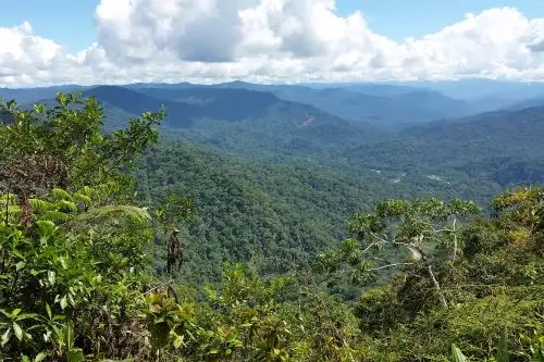El territorio peruano tiene una gran cantidad de bosques, especialmente en la región amazónica. ANDINA/Difusión