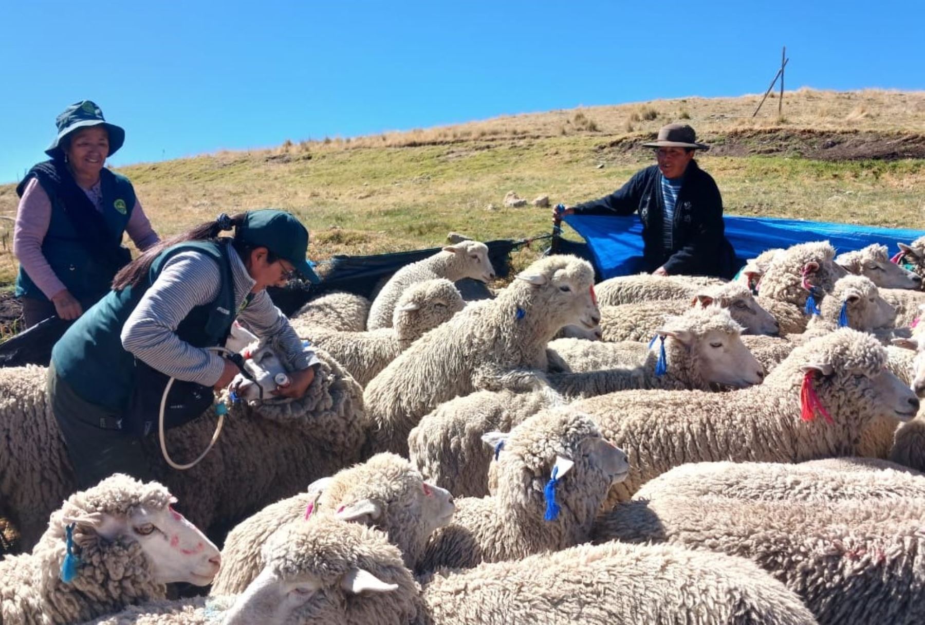 La Dirección Regional de Agricultura de Junín ejecuta diversas acciones para mitigar el impacto de las heladas en la agricultura y ganadería. ANDINA/Difusión