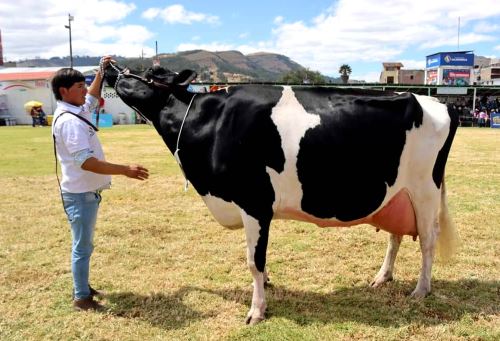 La tradicional Feria Fongal de Cajamarca mostrará los mejores ejemplares de ganado vacuno de la región. También exhibirá productos derivados; además de concursos que atrae el interés de pobladores y turistas. ANDINA/Difusión