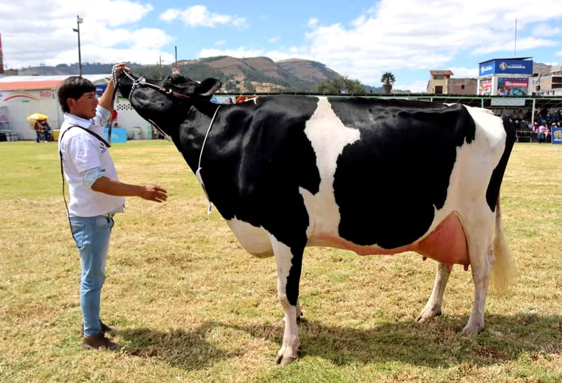 La tradicional Feria Fongal de Cajamarca mostrará los mejores ejemplares de ganado vacuno de la región. También exhibirá productos derivados; además de concursos que atrae el interés de pobladores y turistas. ANDINA/Difusión