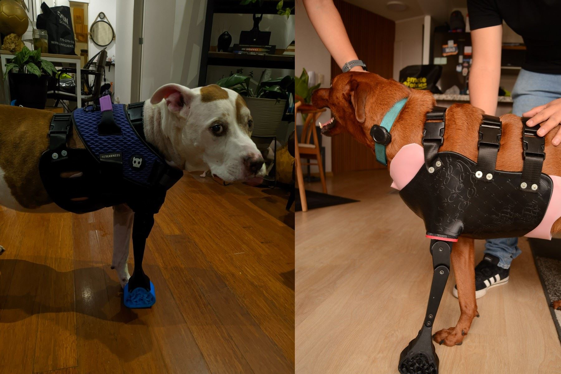 Dog Motion Studio ha beneficiado a dos pacientes caninos, “Jack” y “Grau”, ambos con amputaciones debido a enfermedades oncológicas.