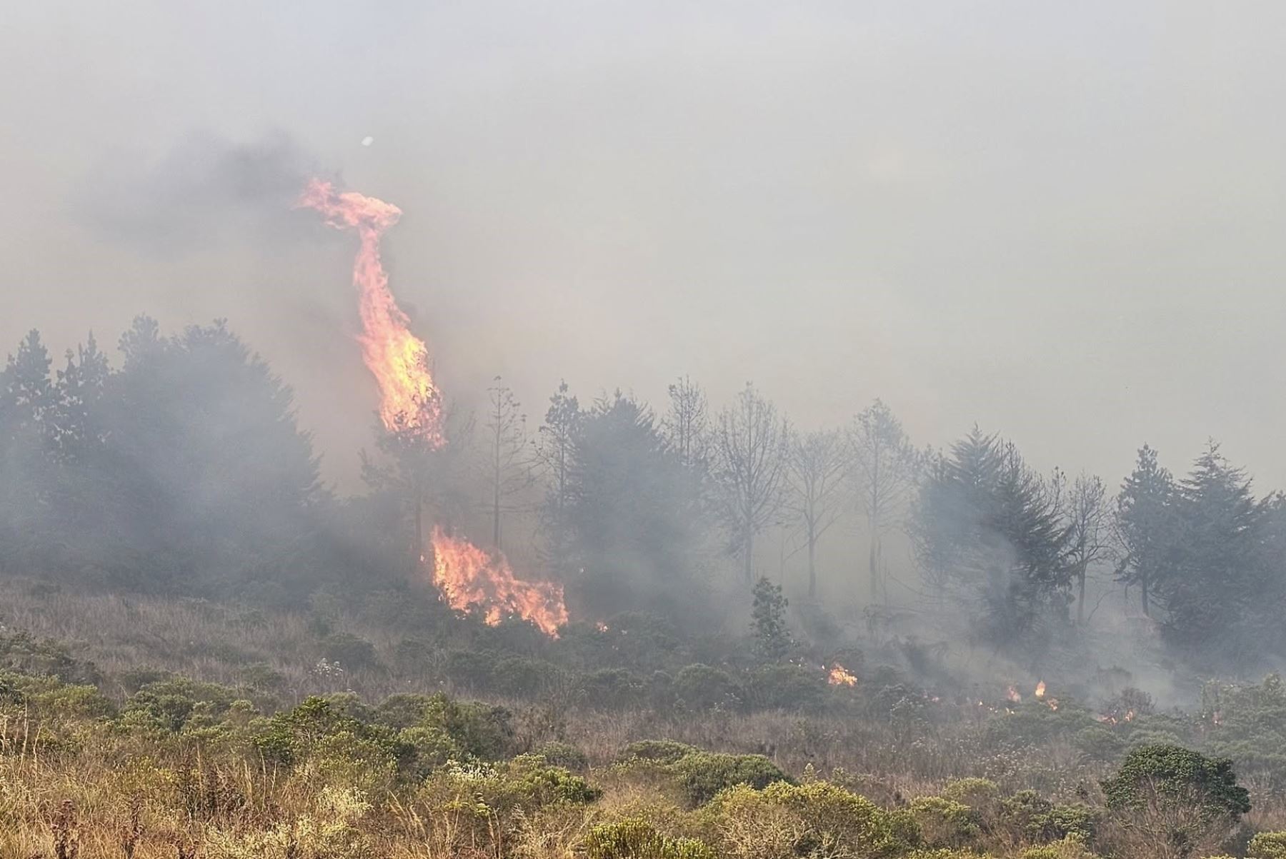 Un incendio forestal se registra en el distrito de Lámud, en Amazonas. Las brigadas luchan por sofocar el siniestro. ANDINA/Difusión
