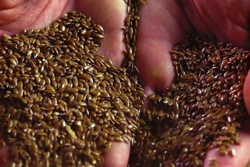 Linaza: un aliado natural para la salud digestiva e intestinal. Foto: ANDINA/Difusión.