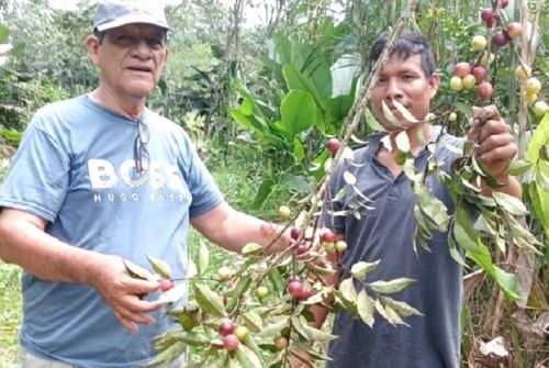 Desde el 2022 el IIAP promueve el uso de biol para impulsar la producción del camu camu en zonas inundables de Loreto y Ucayali con participación de comunidades nativas. ANDINA/Difusión