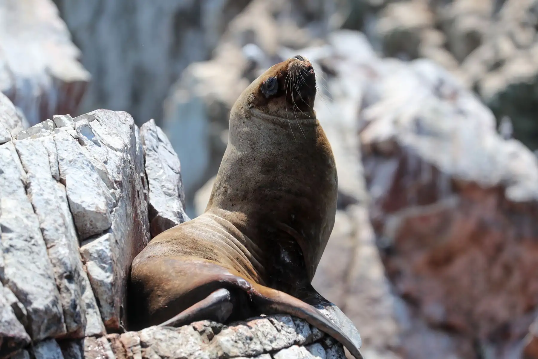 Las Islas Ballestas, conocidas también como las "Galápagos del Perú" por su impresionante biodiversidad marina, también es un lugar muy visitado por los turistas, y el recorrido en lancha dura dos horas, aproximadamente.
  Foto: ANDINA/Difusión