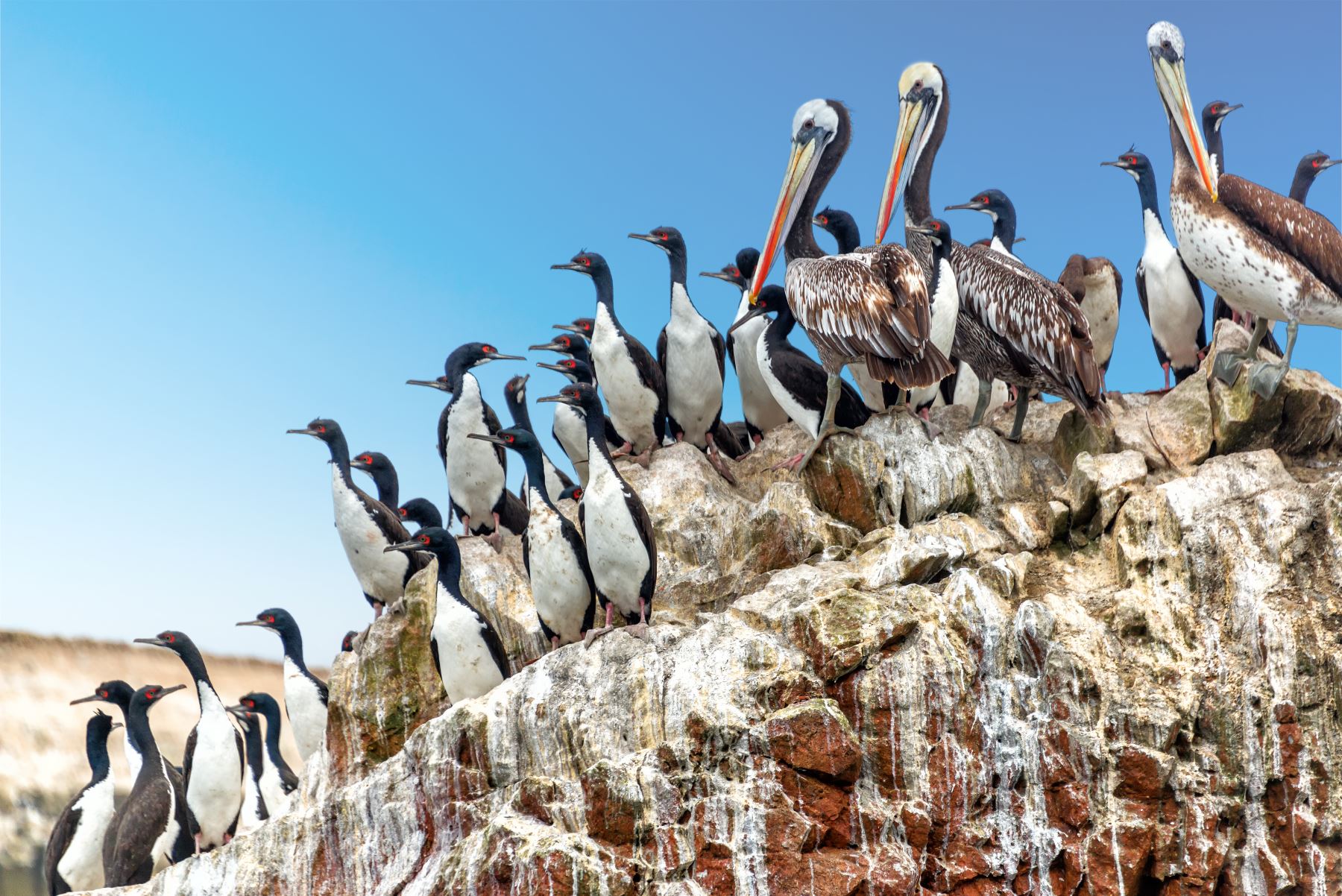 Los turistas podrán apreciar ejemplares de lobos marinos, pingüinos de Humboldt y diversas aves guaneras.  Foto: ANDINA/Difusión
