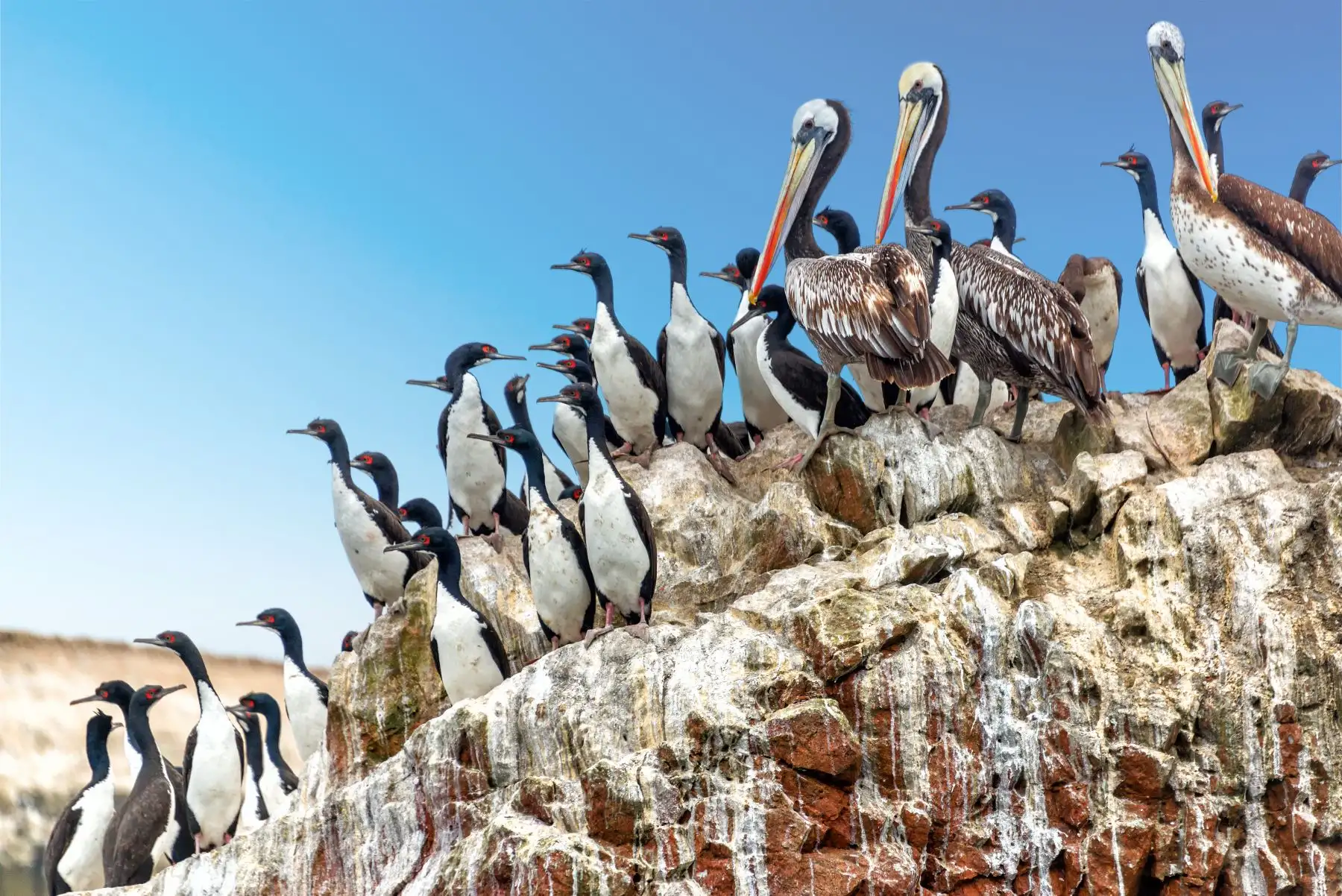 Los turistas podrán apreciar ejemplares de lobos marinos, pingüinos de Humboldt y diversas aves guaneras.  Foto: ANDINA/Difusión