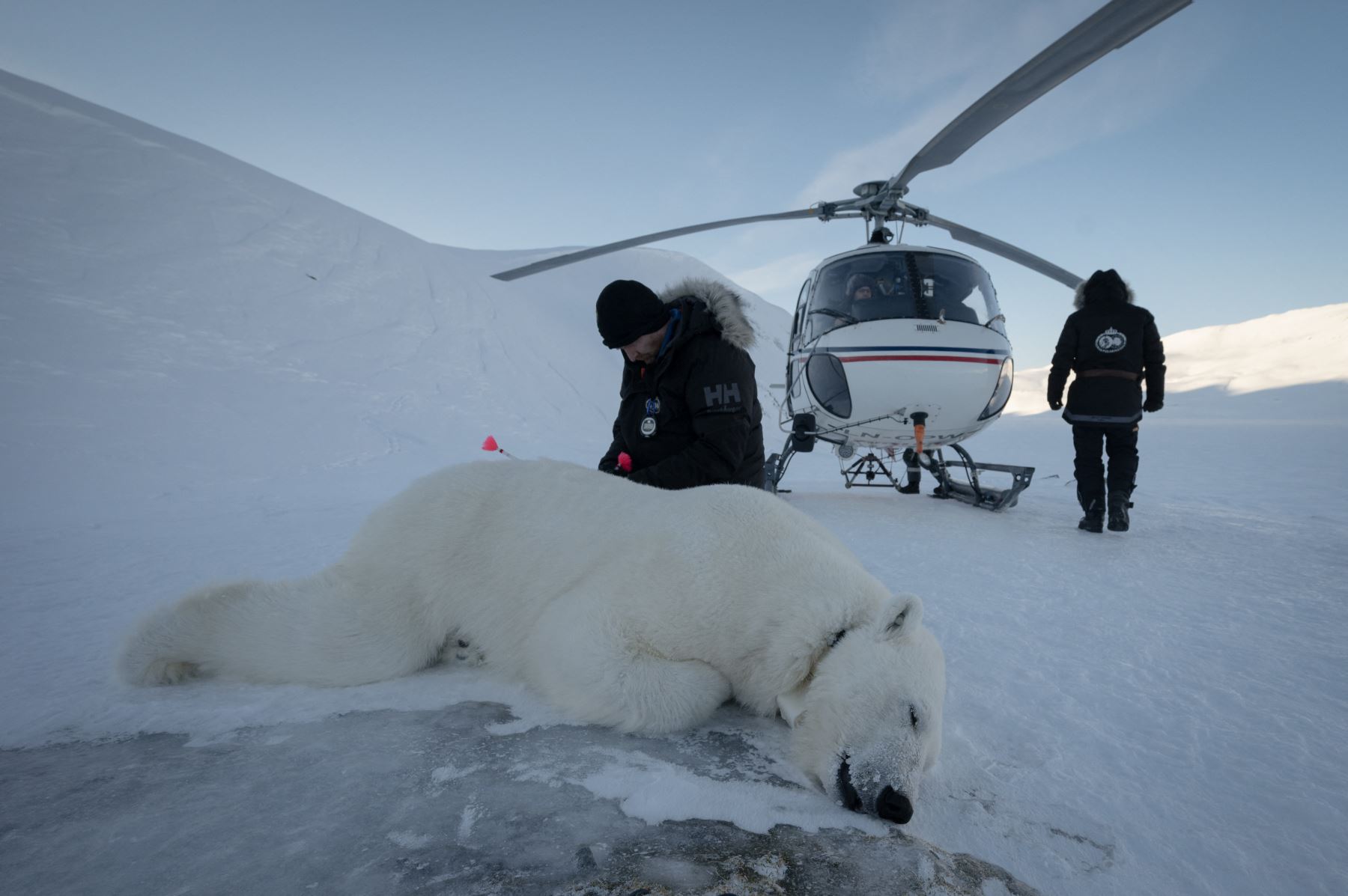 El veterinario noruego Rolf Arne Olberg comprueba si un oso polar está correctamente sedado en el este de Spitzbergen, en el archipiélago de Svalbard. AFP