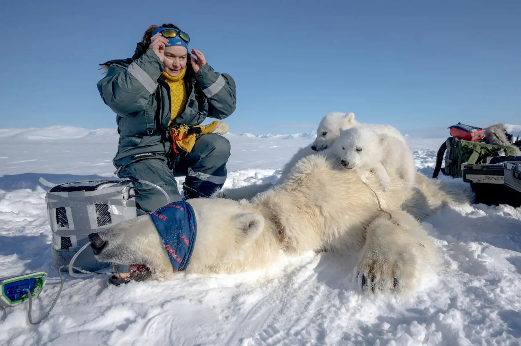 La científica espacial francesa Marie-Anne Blanchet examina a los cachorros de oso antes de tomar biopsias de tejido adiposo y muestras de sangre de su madre sedada, en el este de Spitzbergen, en el archipiélago de Svalbard. AFP