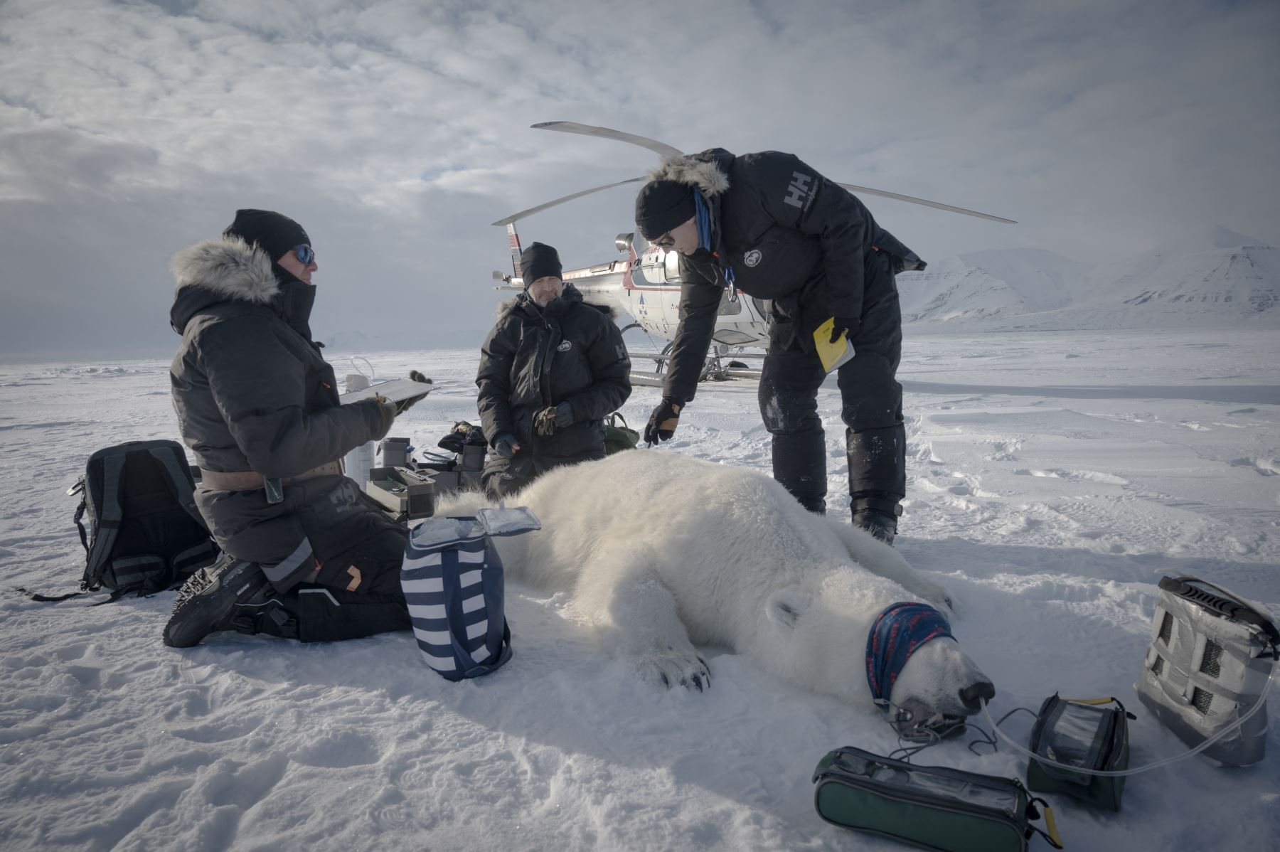 El jefe del Programa del Oso Polar, Jon Aars  de Noruega y el veterinario noruego Rolf Arne Olberg  miden un gran oso polar macho en el este de Spitzbergen, en el archipiélago de Svalbard. AFP