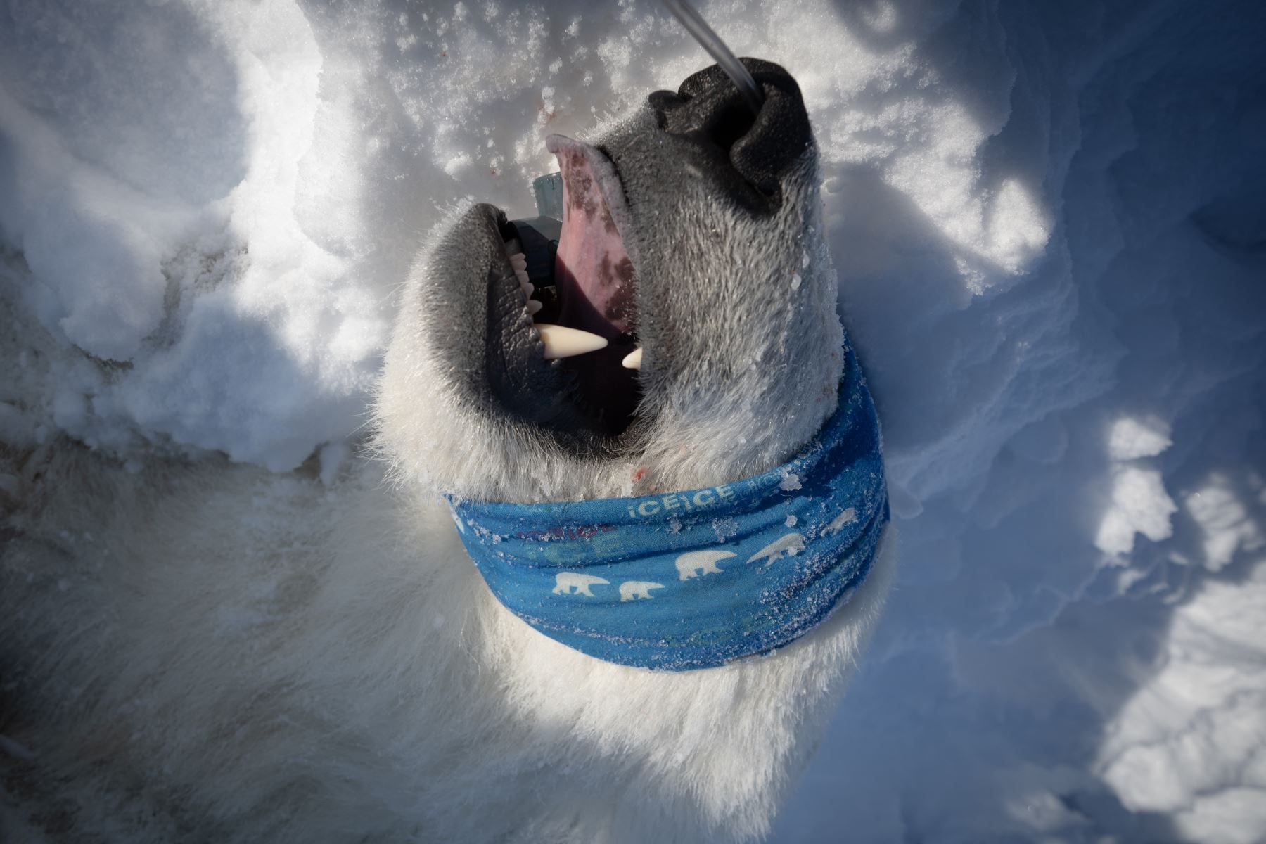 Esta fotografía muestra un oso polar macho sedado en el este de Spitzbergen, en el archipiélago de Svalbard. AFP